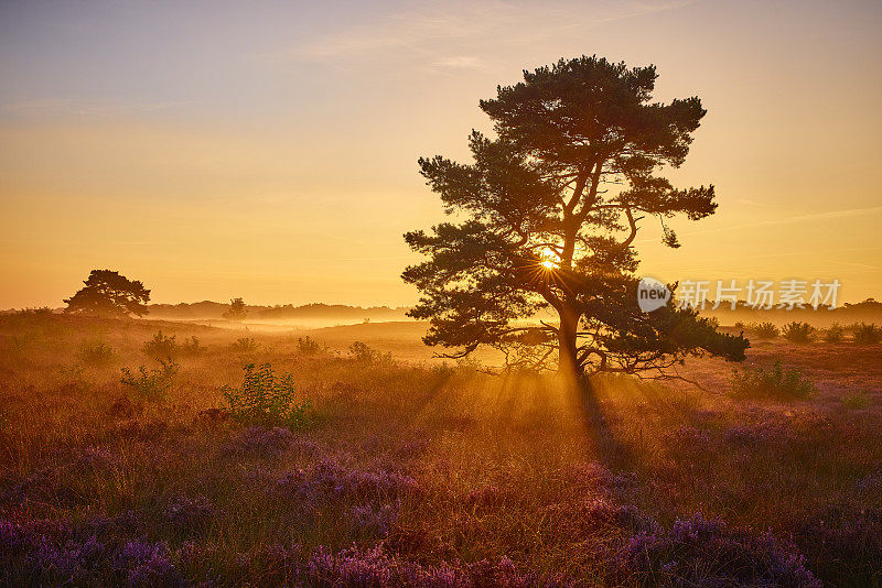 Veluwe Zuiderheide公园石南地里的一棵树，荷兰。荷兰